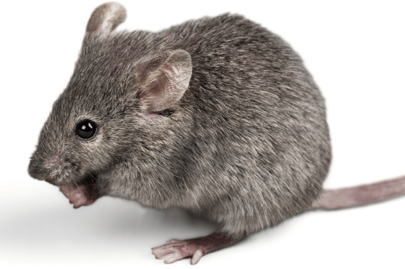 ¿Ratón o rata? Cómo diferenciarlos y actuar | Plaguitecno